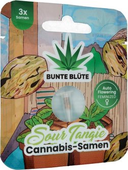 Bunte Blüte THC Cannabissamen "Sour Tangie" Auto Flowering, 3 Samen